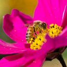Bee on Cosmos Flower